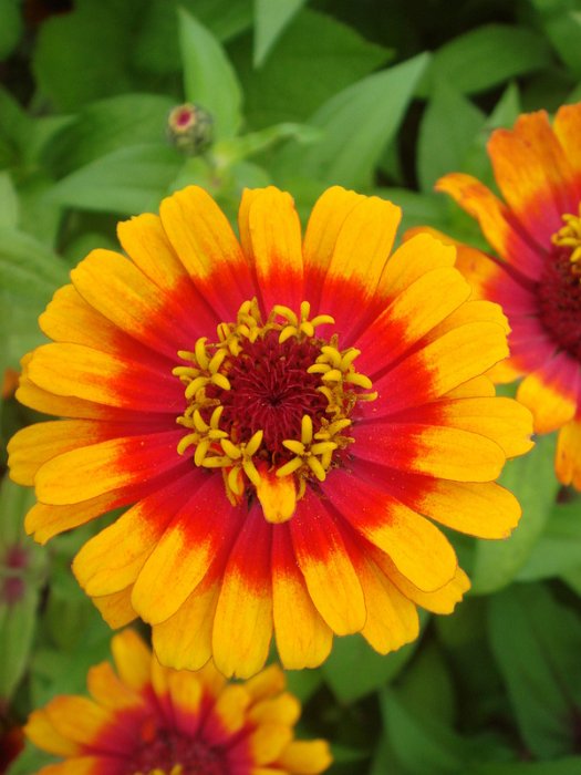 Zinnia elegans 'Zowie' fleur